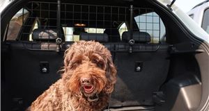 More than a third of UK drivers travel in the car with their dog unrestrained
