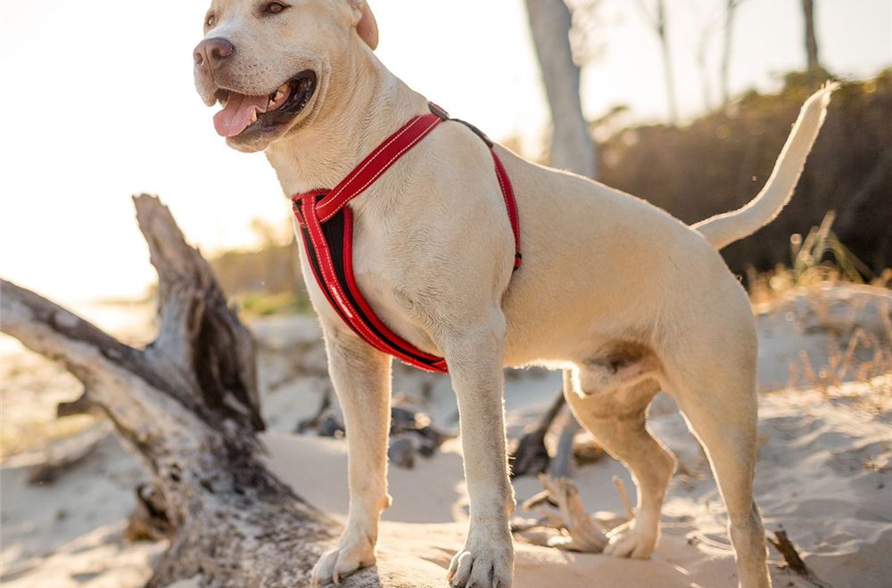 truelove dog harness pets at home