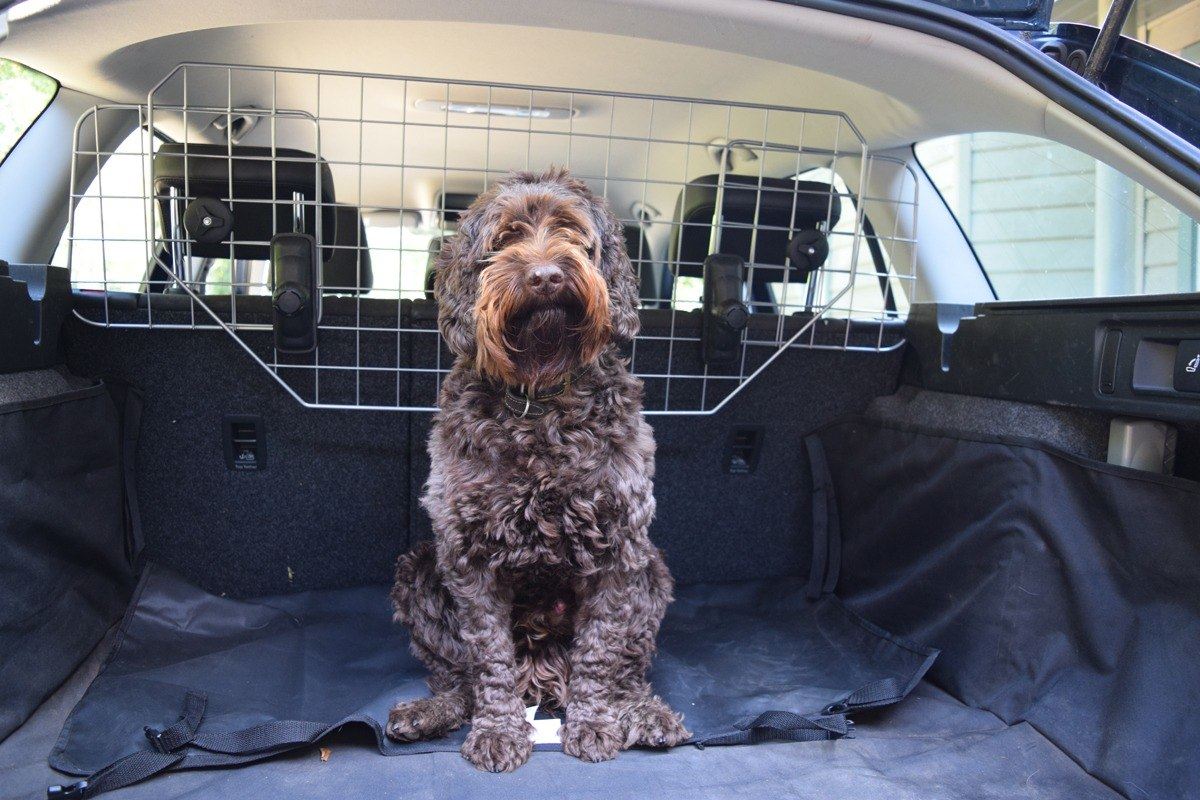 car dog guard halfords