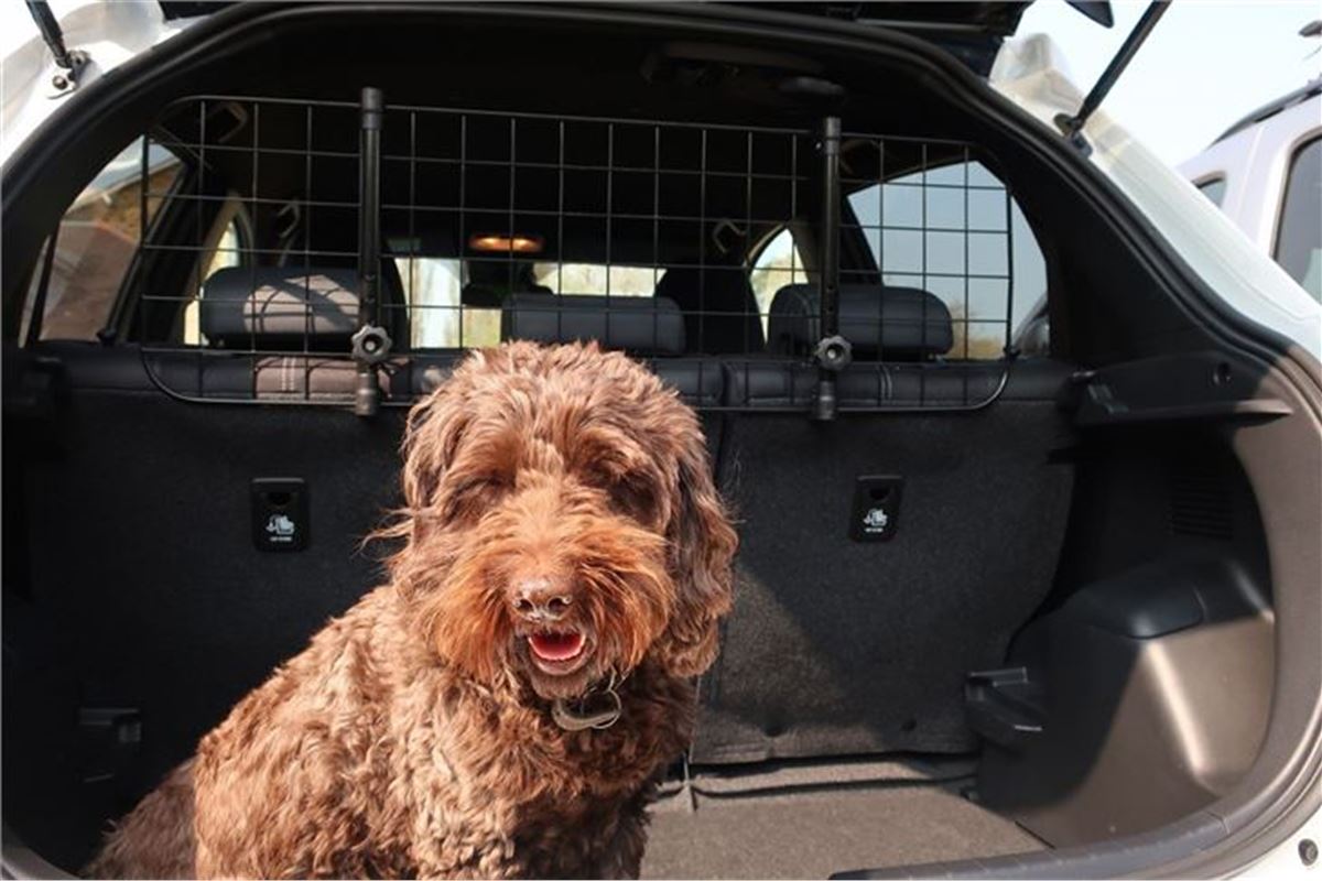 More than a third of UK drivers travel in the car with their dog