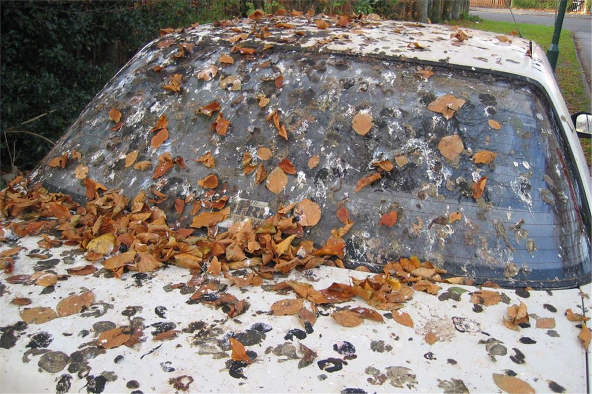 Why Bird Droppings Damage Car Paintwork | Motoring News | Honest John