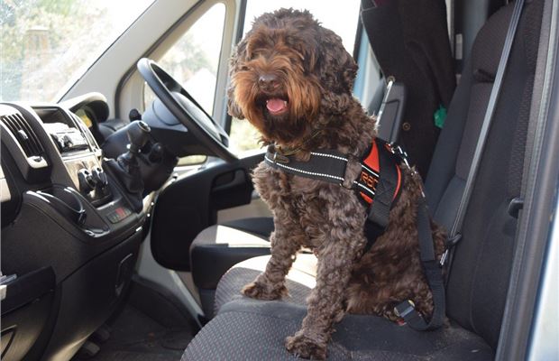 Dog seat belts for cars outlet reviews